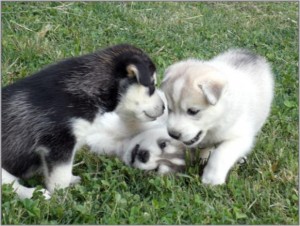 Humble Siberian Husky Puppies For Sale