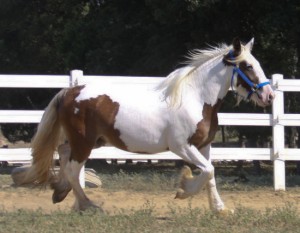 Gypsy Vanner Horse Brown Mare