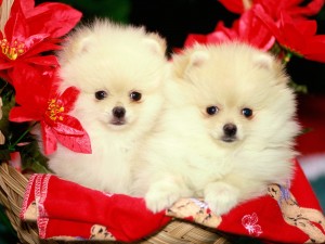 Purebred Pomeranian Puppies ! Very unique and beautiful coloring.