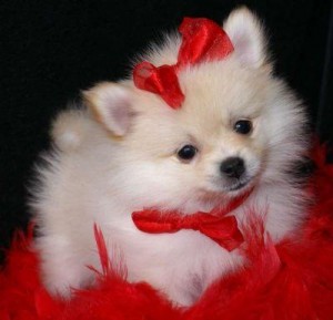 Decent Pomeranian Puppies For Sale