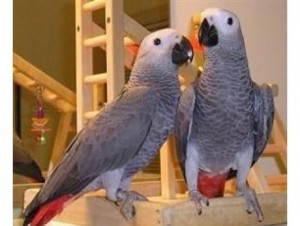 both DNA African Grey Parrots For re homing