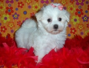 Cute Adorable Male And Female Toy Maltese puppies for adoption pls contact back with mobile #