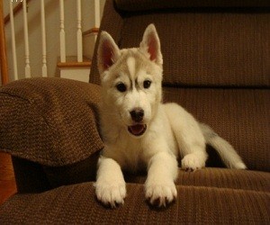 Male and Female Siberian Husky puppies for adoption