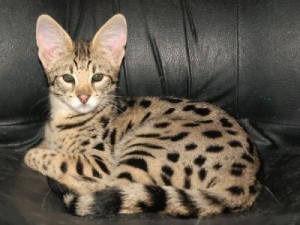 ADORABLE SAVANNAH KITTENS FOR SALE