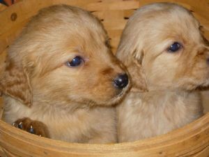 English Golden Retriever Puppies Available soon! AKC, OFA, Health Guarantee!