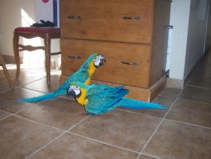 Blue and Gold Macaw Parrots for Sale.