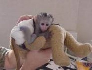 x-mas Great male and female Capuchin monkeys ready good homes now &quot;&quot;&quot;&quot;'