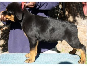 Charming Rottweiler Puppies For Adoption to any person