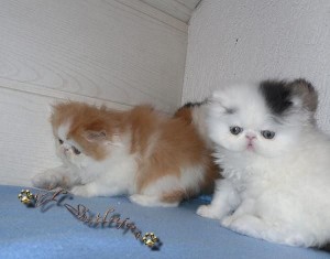 LOVELY PERSIAN KITTENS FOR ADOPTION