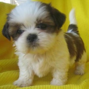Gorgeous Akc SHIH TZU Puppies Ready To Go FREE