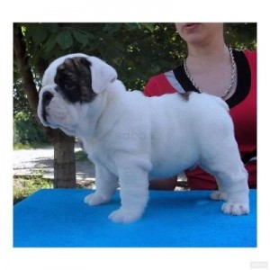 ***AKC` ENGLISH BULLDOG CHAMPION BLOOD LINE ***