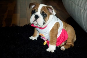 nice bulldog puppiesfor adoption