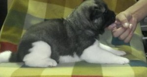 akita puppies for sale