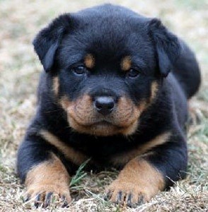 Cunning,acrobatic and excellent rottweiler puppies for superb homes