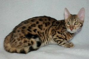 PRICE REDUCED!!  MALE AND FEMALE BENGAL KITTENS READY