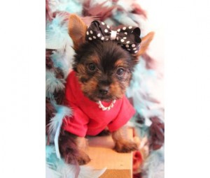 CUTE TINY TEACUP YORKIE PUPPIES FOR ADOPTION.