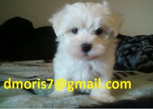 affectionate maltese puppies for good homes