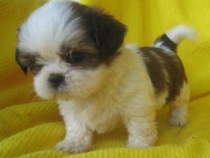 *****8AKC Registered Shih Tzu Puppies For adoption Only******