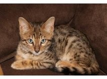 Exotic Savannah Kittens For Sale