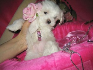Lovely Teacup Maltese Puppies For Adoption