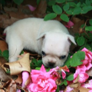 My Lovely Frenchies for adoption