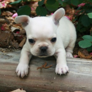 Best Colored French bulldog Puppies