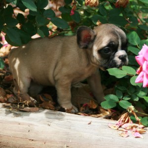 Checked French Bulldog Puppies