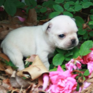 Best Colored French bulldog Puppies