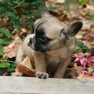 Lovely Frenchies for adoption