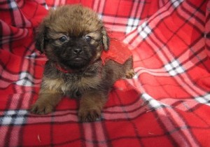 Healthy Pug PUPPIES FOR Adoption