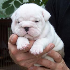 Fabulous English bulldog puppies ready for new homes