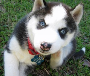CHARMING AND AMAZING SIBERIAN HUSKY  PUPPIES