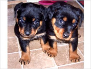 Charming Rottweiler Puppies For Adoption to any person