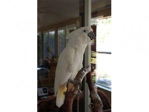 umbrella Cockatoo Parrot for Adoption