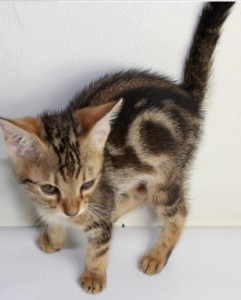 Home breed super high quality Bengal kitten