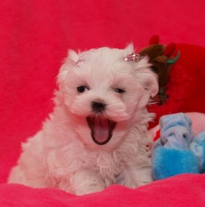 Healthy Maltese Puppies For Free Adoption