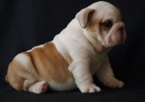 Intelligent English Bulldog Puppies For Adoption.