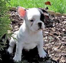 Male and female white and black pied French Bulldog puppies