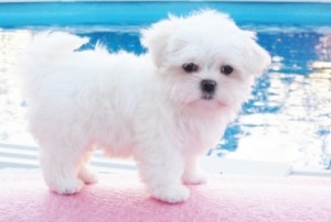 Adorable Male and female white with black points Maltese puppy Available