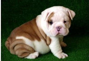 ADORABLE AND GORGEOUS ENGLISH BULLDOG PUPPIES FOR FREE ADOPTION