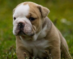 Pure breed English Bulldog Puppies Available