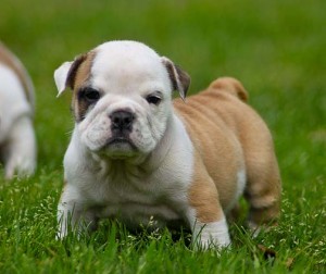 X-Mass Pure Breed English Bulldog Puppies Available