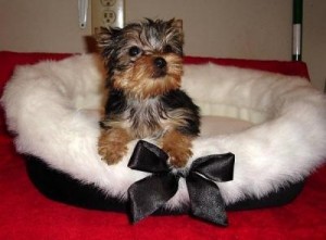 Male and Female Yorkie Puppies for Adoption