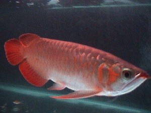 quality super red arowana fish for sale and many more at a reduced price