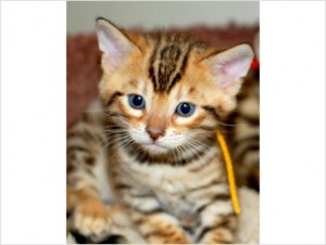 TICA REG. BROWN &amp; SILVER ROSETTED BENGAL KITTENS!