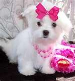 AKC Bloodlines Maltese puppies available