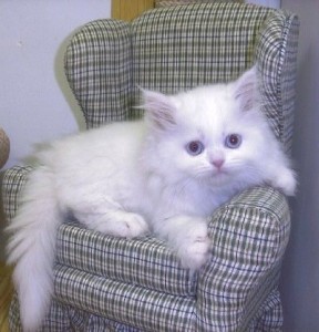 Gorgious Persian Kittens need a new family