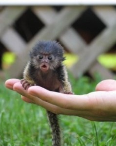 marmoset monkey