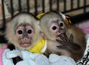 capuchin, spider, marmoset, squirrel monkey &amp; Kinkajou babies for sale