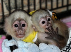 capuchin, spider, marmoset, squirrel monkey &amp; Kinkajou babies for sale